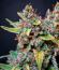 Сорт Banana Guava Auto fem (FastBuds)