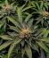 Сорт Cherry Poppers fem (Barney's Farm)