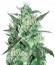Сорт Spicy White Devil fem (Samsara Seeds)