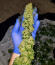 Сорт Girl Scout Cookies fem