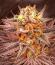 Сорт Lemon Cherry Runtz fem (FastBuds)