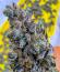 Сорт Zillions fem от Barney's Farm