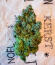 Сорт Jealousy Kush fem (Seedkeepers)