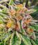 Сорт Zillions fem от Barney's Farm