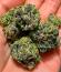 Сорт Z42 fem (FastBuds)