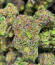Семена сорта RudeBoi OG F1 fem (Seedkeepers)