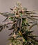 Сорт Z42 fem (FastBuds)