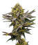 Сорт Bay Haze fem (Delicious Seeds)