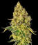 Сорт Peach Cake by Cookies fem