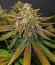 Сорт Bay Haze fem (Delicious Seeds)
