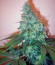 Сорт Sensi Star fem (Paradise Seeds)
