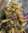 Сорт LFG fem (Barney's Farm)