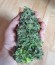 Сорт Ogre Auto fem (Doctor’s Choice)