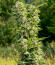 Сорт Insane OG