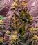 Сорт Lemon Cherry Runtz fem (FastBuds)