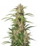 Сорт Auto Orange Bud fem (Dutch Passion)