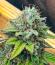 Сорт Insane OG