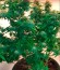 Сорт Kripple Roulette fem (Dr. Krippling Seeds)