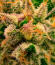 Семена сорта RudeBoi OG F1 fem (Seedkeepers)