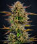 Сорт Frosted Zinn x Cookie Dog Auto fem (Barney's Farm)