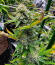 Сорт Ghost Train Haze fem (Seedkeepers)