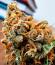 Сорт Gr-Ape fem (Delicious Seeds)