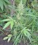 Сорт Niagara Auto fem (Doctor’s Choice)
