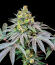 Сорт Lemon Cherry Runtz fem (FastBuds)