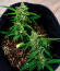 Сорт Mendo Frost Auto fem (FastBuds)