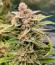 Сорт Banana Jealousy Auto RF3 fem (Ethos Genetics)