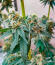 Сорт Insane OG