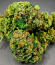 Сорт Z42 fem (FastBuds)