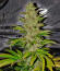 Сорт LFG fem (Barney's Farm)