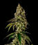 Сорт Peach Cake by Cookies fem