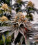 Сорт Cherry Poppers fem (Barney's Farm)