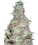 Сорт Choc-Matic Auto fem (Dr. Krippling Seeds)