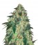 Сорт Jekyll Passion fem (Samsara Seeds)