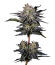 Сорт Mendo Frost Auto fem (FastBuds)