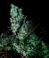 Сорт Zillions fem от Barney's Farm