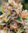 Сорт Zillions fem от Barney's Farm
