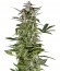 Сорт PolarLight #3 Auto3 fem