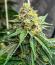 Сорт Zillions fem от Barney's Farm