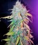 Сорт Cheese Berry fem