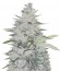 Сорт Impala 64 Haze Auto fem (Sumo Seeds)