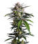 Сорт Banana Guava Auto fem (FastBuds)