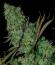 Сорт Zillions fem от Barney's Farm