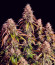 Сорт Gorilla Melon fem (FastBuds)