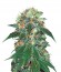 Сорт Punky Lion fem (Samsara Seeds)