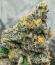 Сорт Sugar Rock by Cookies fem