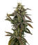 Сорт Mendo Guava Auto fem (FastBuds)